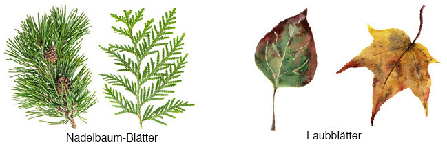 Blattform: Nadelbaum und Laubbaum