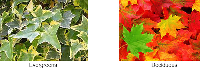 Leaves: Evergreens and Deciduous
