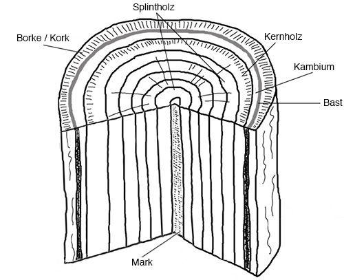 Teile des Baumstammes